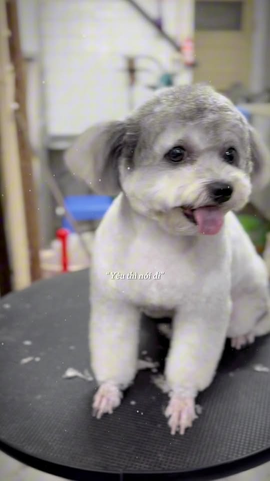 [🆕🇻🇳] Học viện cắt tỉa lông Quốc tế – Queen Pet International Grooming Academy 🐶🦜 Top1Pets 🐱🐠  My seminar on Bichon Show Clip and Asian Style with my brother Han Lin Aung, was a great success!
We sincerely thank everyone for coming and supporting u , shares-0✔️ , likes-4❤️️ , date-2025-10-08 19:51:15🐶🐱🇻🇳🇻🇳🇻🇳📰🆕