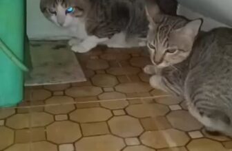 [🆕🇻🇳] Lí Lắc Pet Store – Shop Thú Cưng Quận 11 🐶🦜 Top1Pets 🐱🐠 Chỉ có mưa to gió lớn mới khiến 2 con mồn lèo này thương yêu nhau.
#lilacpetstore #meo #meodethuong #meodep , shares-0✔️ , likes-0❤️️ , date-2025-10-10 05:19:03🐶🐱🇻🇳🇻🇳🇻🇳📰🆕