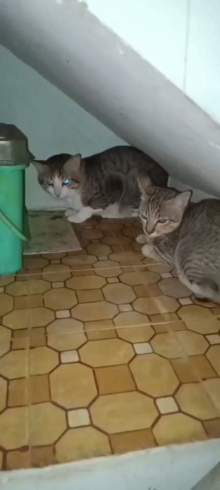 [🆕🇻🇳] Lí Lắc Pet Store – Shop Thú Cưng Quận 11 🐶🦜 Top1Pets 🐱🐠 Chỉ có mưa to gió lớn mới khiến 2 con mồn lèo này thương yêu nhau.
#lilacpetstore #meo #meodethuong #meodep , shares-0✔️ , likes-0❤️️ , date-2025-10-10 05:19:03🐶🐱🇻🇳🇻🇳🇻🇳📰🆕