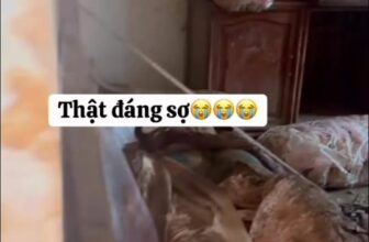 [🆕🇻🇳] Shop Mẹ Nấm – Chuyên hàng Trẻ em Thiết kế và nhập khẩu 🧑‍🧒❤️️👶⭐️ Rất mong sự thông cảm của khách hàng  , shares-0✔️ , likes-11❤️️ , date-2025-10-09 16:02:19🇻🇳🇻🇳🇻🇳📰🆕