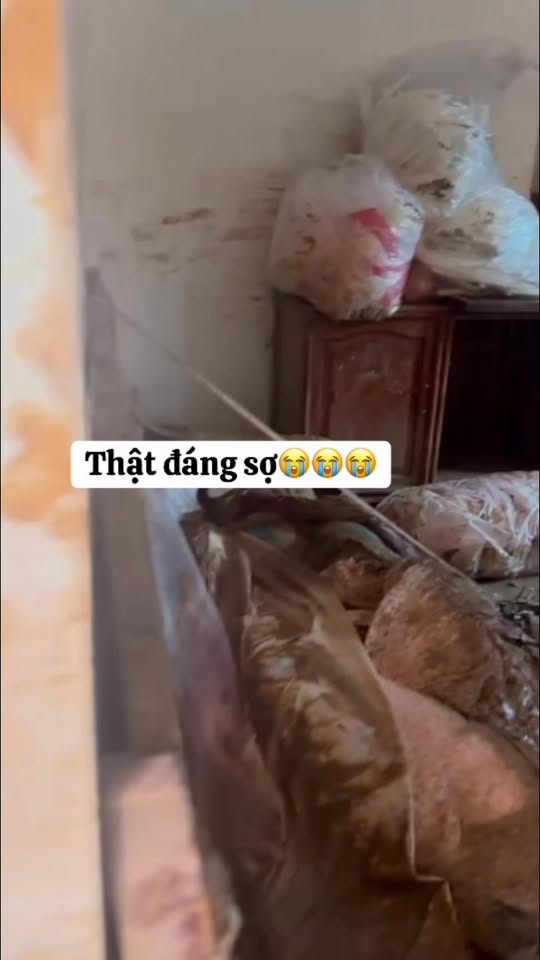 [🆕🇻🇳] Royal Fashion – Thời Trang Trẻ Em Cao Cấp 🧑‍🧒❤️️👶⭐️  Set bộ đi chơi cho Bé sịn sòShop Set bộ áo cotton – quần bò đen thời trang10-30kg
, shares-0✔️ , likes-3❤️️ , date-2025-10-09 16:05:18🇻🇳🇻🇳🇻🇳📰🆕