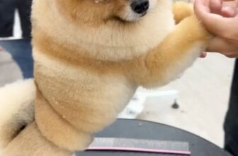 [🆕🇻🇳] Dog Salon MoMo & Academy – Studio – Spa – Hotel – Academy 🐶🦜 Top1Pets 🐱🐠 Đáng yêu thế nhỉ , kiểu cắt soắn  trên phốc sốc. , shares-0✔️ , likes-21❤️️ , date-2025-10-12 22:00:30🐶🐱🇻🇳🇻🇳🇻🇳📰🆕