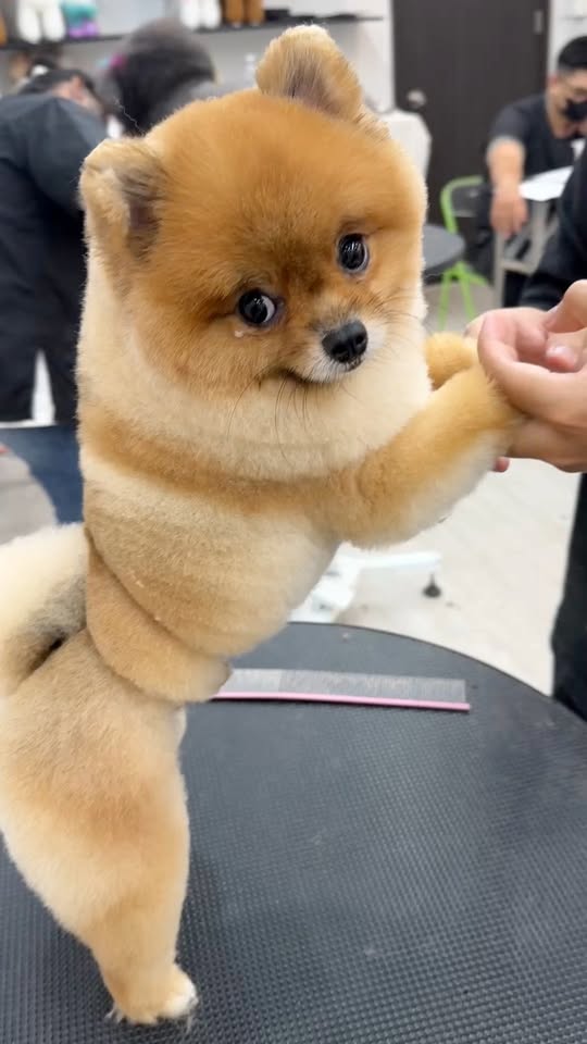 [🆕🇻🇳] Dog Salon MoMo & Academy – Studio – Spa – Hotel – Academy 🐶🦜 Top1Pets 🐱🐠 Đáng yêu thế nhỉ , kiểu cắt soắn  trên phốc sốc. , shares-0✔️ , likes-21❤️️ , date-2025-10-12 22:00:30🐶🐱🇻🇳🇻🇳🇻🇳📰🆕