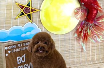 [🆕🇻🇳] Ginnie Pet shop 🐶🦜 Top1Pets 🐱🐠 Bé cừu tên BơTrọn gói 12 bước grooming chuẩn Spa:
Kiểm tra tình trạng lông & da
Cắt – mài móng gọn gàng
Cạo vệ sinh lông bàn chân, bụng & vùng vệ sinh
, shares-0✔️ , likes-6❤️️ , date-2025-10-10 01:05:48🐶🐱🇻🇳🇻🇳🇻🇳📰🆕