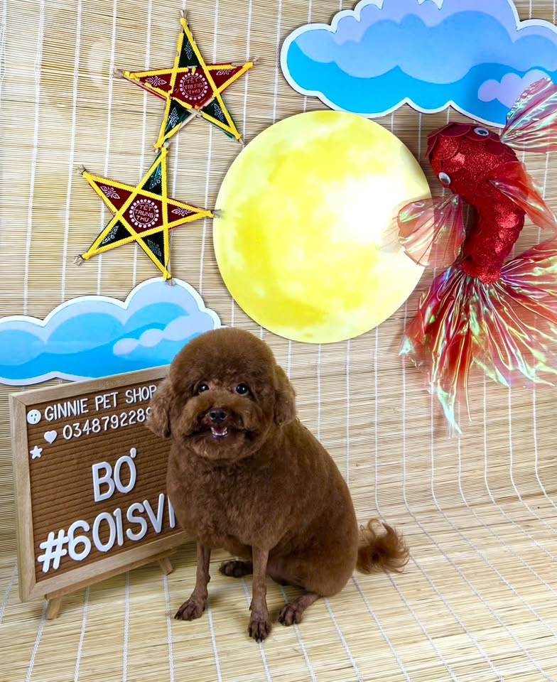 [🆕🇻🇳] Ginnie Pet shop 🐶🦜 Top1Pets 🐱🐠 Bé cừu tên BơTrọn gói 12 bước grooming chuẩn Spa:
Kiểm tra tình trạng lông & da
Cắt – mài móng gọn gàng
Cạo vệ sinh lông bàn chân, bụng & vùng vệ sinh
, shares-0✔️ , likes-6❤️️ , date-2025-10-10 01:05:48🐶🐱🇻🇳🇻🇳🇻🇳📰🆕