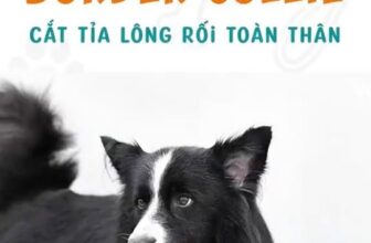 [🆕🇻🇳] VuiPet- Cung cấp dịch vụ chăm sóc thú cưng cao cấp 🐶🦜 Top1Pets 🐱🐠 Border Collie cũng cần đi spa định kỳ để cắt tỉa lông gọn gàng, dễ vệ sinh hơn nha Sen  #VuiPet #MuốnVuiNuôiPet #doggrooming #petgrooming #dogspa , shares-0✔️ , likes-3❤️️ , date-2025-10-27 17:00:10🐶🐱🇻🇳🇻🇳🇻🇳📰🆕
