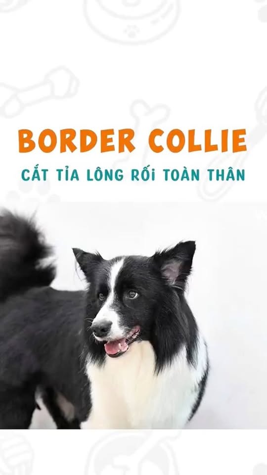 [🆕🇻🇳] VuiPet- Cung cấp dịch vụ chăm sóc thú cưng cao cấp 🐶🦜 Top1Pets 🐱🐠 Border Collie cũng cần đi spa định kỳ để cắt tỉa lông gọn gàng, dễ vệ sinh hơn nha Sen  #VuiPet #MuốnVuiNuôiPet #doggrooming #petgrooming #dogspa , shares-0✔️ , likes-3❤️️ , date-2025-10-27 17:00:10🐶🐱🇻🇳🇻🇳🇻🇳📰🆕