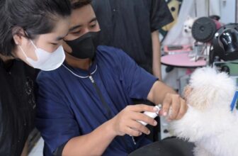 [🆕🇻🇳] Su PetShop – Đào Tạo Học Viên Cắt Tỉa Thú Cưng 🐶🦜 Top1Pets 🐱🐠 \ud83c\udfaf B\u1ea0N Y\u00caU TH\u00da C\u01afNG? MU\u1ed0N THEO NGH\u1ec0 CH\u0102M S\u00d3C TH\u00da C\u01afNG \u0110ANG \u201cHOT\u201d NH\u1ea4T HI\u1 , shares-0✔️ , likes-20❤️️ , date-2025-10-09 21:52:49🐶🐱🇻🇳🇻🇳🇻🇳📰🆕