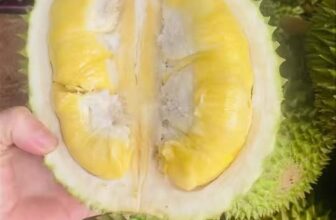 [🆕🇻🇳] Thảo Nhi Fruits – Chuyên cung cấp các loại thực phẩm sạch an toàn cho sức khoẻ 🍔 Top1Food  🍜 Em test Mussaking sáng nay vừa về tới.Hàng nhất – tròn đều 5 hộc.#180k/kg (trái 1,8-2,5kg)
#600k/kg cơm____________
THAO NHI FRUITS
KHU  , shares-0✔️ , likes-0❤️️ , date-2025-10-08 18:04:03🇻🇳🇻🇳🇻🇳📰🆕