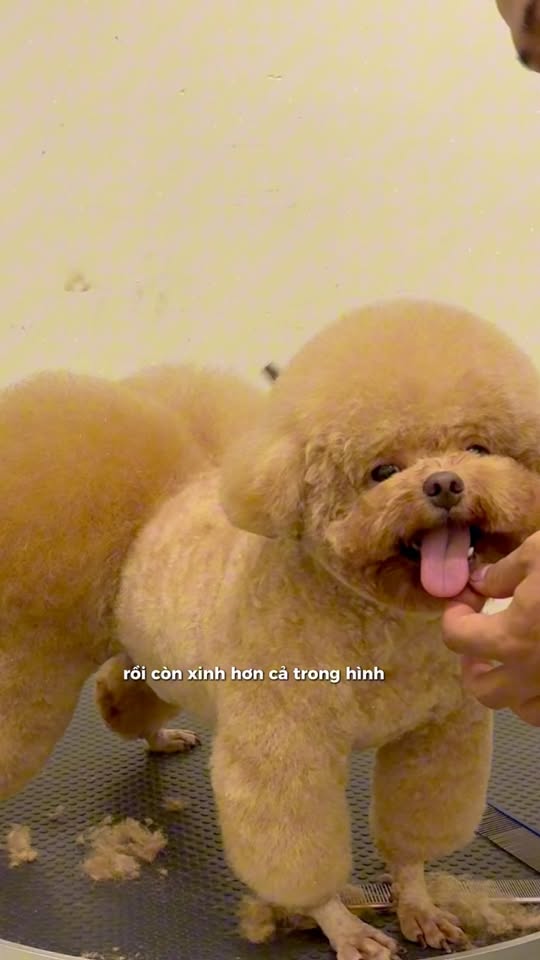 [🆕🇻🇳] Pet Relax 🐶🦜 Top1Pets 🐱🐠 Cổ cưng  #grooming #spathucung #cattialongthucung #tiemtamcunmeo #cattialongcho #reels , shares-0✔️ , likes-0❤️️ , date-2025-10-10 00:48:06🐶🐱🇻🇳🇻🇳🇻🇳📰🆕