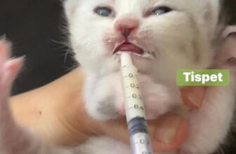 [🆕🇻🇳] Bệnh viện thú cưng Tispet Quy Nhơn 🐶🦜 Top1Pets 🐱🐠 Chào buổi sáng cả nhà ạ! , shares-0✔️ , likes-2❤️️ , date-2025-10-12 16:14:03🐶🐱🇻🇳🇻🇳🇻🇳📰🆕