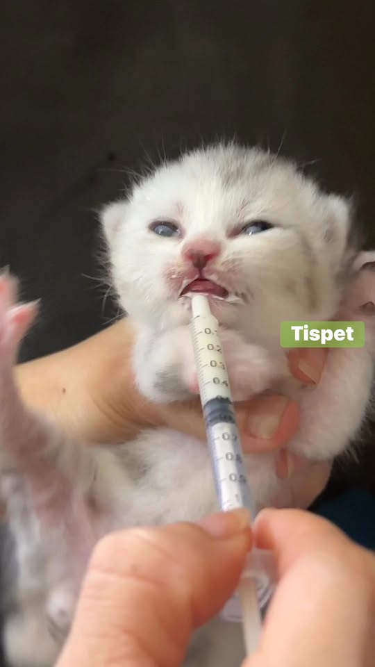 [🆕🇻🇳] Bệnh viện thú cưng Tispet Quy Nhơn 🐶🦜 Top1Pets 🐱🐠 Chào buổi sáng cả nhà ạ! , shares-0✔️ , likes-2❤️️ , date-2025-10-12 16:14:03🐶🐱🇻🇳🇻🇳🇻🇳📰🆕