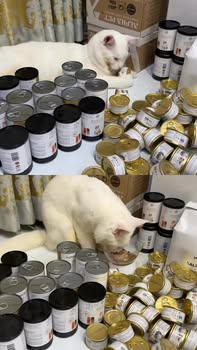 [🆕🇻🇳] King’s Pet Vietnam 🐶🦜 Top1Pets 🐱🐠 Quá đã lun khách iu ưi#kingspet #kingspetbybaoanh
, shares-0✔️ , likes-58❤️️ , date-2025-10-12 05:49:12🐶🐱🇻🇳🇻🇳🇻🇳📰🆕