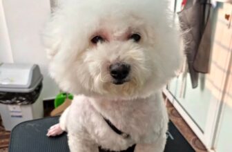 [🆕🇻🇳] Bệnh Viện Thú Y 2Vet – Giải Phóng 🐶🦜 Top1Pets 🐱🐠 Lột xác cùng em bé Mochi , vừa dễ ngủ, vừa dễ thương^^——————————
BỆNH VIỆN THÚ Y 2VET GIẢI PHÓNG
Địa chỉ: 1261 Giải Phóng, Hoàng Mai , shares-0✔️ , likes-4❤️️ , date-2025-10-24 17:00:51🐶🐱🇻🇳🇻🇳🇻🇳📰🆕