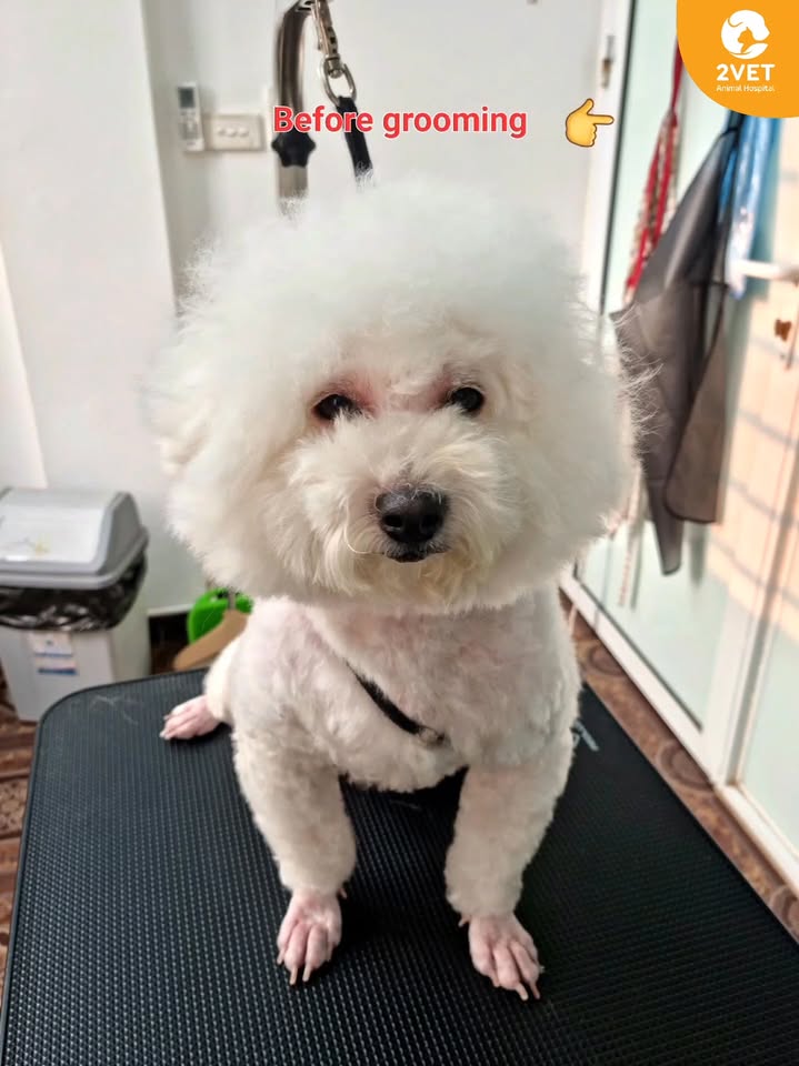 [🆕🇻🇳] Bệnh Viện Thú Y 2Vet – Giải Phóng 🐶🦜 Top1Pets 🐱🐠 Lột xác cùng em bé Mochi , vừa dễ ngủ, vừa dễ thương^^——————————
BỆNH VIỆN THÚ Y 2VET GIẢI PHÓNG
Địa chỉ: 1261 Giải Phóng, Hoàng Mai , shares-0✔️ , likes-4❤️️ , date-2025-10-24 17:00:51🐶🐱🇻🇳🇻🇳🇻🇳📰🆕