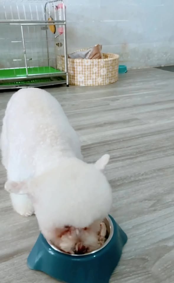 [🆕🇻🇳] Kim Spa & Pet Shop 🐶🦜 Top1Pets 🐱🐠 Chủ nhật này (12/10) nhà cô Kim có 45 phần pate tươi dành tặng cho quý khách hàng thường xuyên làm dịch vụ tại sốp nhà cô Kim ( 30p cún, 15p miu). Các sen  , shares-0✔️ , likes-8❤️️ , date-2025-10-09 20:33:17🐶🐱🇻🇳🇻🇳🇻🇳📰🆕