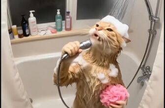 [🆕🇻🇳] Lildan Pet Spa Hotel & Clinic 🐶🦜 Top1Pets 🐱🐠 Enjoy life
Hôm nay shop full lịch spa rồi nha cả nhà
Hẹn các khách iu vào ngày mai ạ , shares-0✔️ , likes-1❤️️ , date-2025-10-11 16:28:38🐶🐱🇻🇳🇻🇳🇻🇳📰🆕