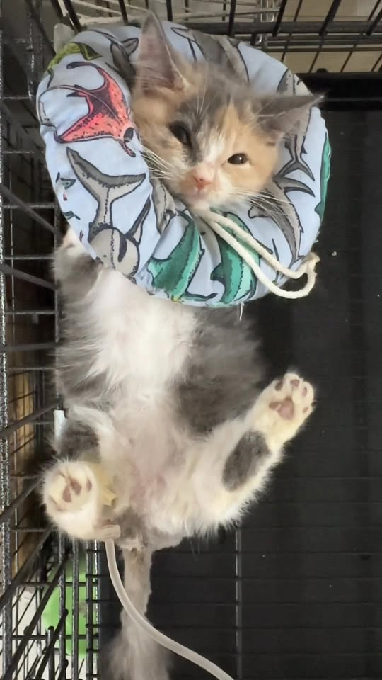 [🆕🇻🇳] NHI PHAN STORE 👕 Top1Fashion 👗  Cho em hỏi FB 600 bạn, 800 lượt theo dõi thì đi TQ ra được bao nhiêu đơn
, shares-0✔️ , likes-0❤️️ , date-2025-10-18 20:21:25🇻🇳🇻🇳🇻🇳📰🆕