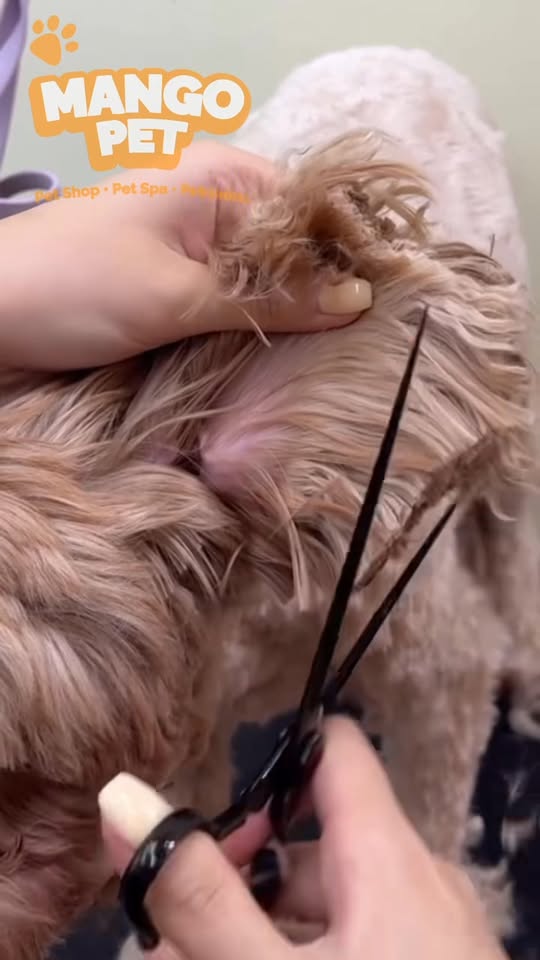 [🆕🇻🇳] Mango Petshop – Spa & Hotel 🐶🦜 Top1Pets 🐱🐠 Ngoan xinh yêuu biến hìnhh  Bùmm chíuuuMango Petshop – Spa & Hotel
Địa chỉ:
Cơ sở 01: 75 ngõ 68 Xuân Thuỷ, Cầu Giấy, HN
Cơ sở 02: 257 Đội Cấn, Ba Đình,  , shares-0✔️ , likes-3❤️️ , date-2025-10-09 21:07:01🐶🐱🇻🇳🇻🇳🇻🇳📰🆕