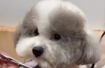 [🆕🇻🇳] Tran pet – Dịch vụ thú cưng 🐶🦜 Top1Pets 🐱🐠  BIẾN HÓA GƯƠNG MẶT XINH YÊU CHO BÉ CƯNG TẠI TRANPET!Các “boss” nhà mình cũng cần tạo kiểu – định hình phom mặt để luôn xinh yêu – gọn gàng – chuẩn form , shares-0✔️ , likes-4❤️️ , date-2025-10-14 18:10:48🐶🐱🇻🇳🇻🇳🇻🇳📰🆕