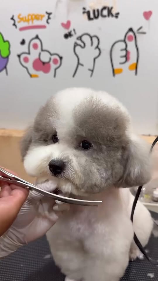 [🆕🇻🇳] Tran pet – Dịch vụ thú cưng 🐶🦜 Top1Pets 🐱🐠  BIẾN HÓA GƯƠNG MẶT XINH YÊU CHO BÉ CƯNG TẠI TRANPET!Các “boss” nhà mình cũng cần tạo kiểu – định hình phom mặt để luôn xinh yêu – gọn gàng – chuẩn form , shares-0✔️ , likes-4❤️️ , date-2025-10-14 18:10:48🐶🐱🇻🇳🇻🇳🇻🇳📰🆕