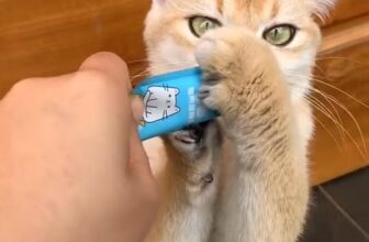 [🆕🇻🇳] Thức ăn Thú Cưng – Gold Vets 🐶🦜 Top1Pets 🐱🐠 Sup thưởng sizzuka cho mèo kén ăn và siêu kén ăn. Nhà em về thêm nhiều  ah! Giá tốt cho mấy anh chị nuôi nhieu  #sizuka , shares-0✔️ , likes-1❤️️ , date-2025-10-13 17:55:10🐶🐱🇻🇳🇻🇳🇻🇳📰🆕