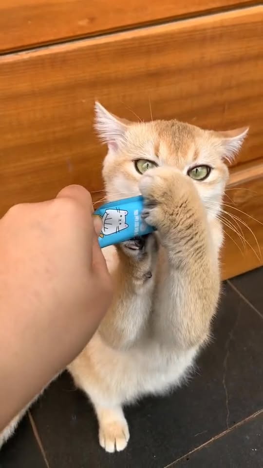 [🆕🇻🇳] Thức ăn Thú Cưng – Gold Vets 🐶🦜 Top1Pets 🐱🐠 Sup thưởng sizzuka cho mèo kén ăn và siêu kén ăn. Nhà em về thêm nhiều  ah! Giá tốt cho mấy anh chị nuôi nhieu  #sizuka , shares-0✔️ , likes-1❤️️ , date-2025-10-13 17:55:10🐶🐱🇻🇳🇻🇳🇻🇳📰🆕