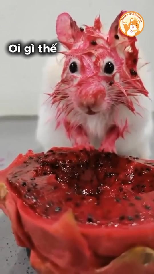 [🏙🇻🇳] G9 Homestay – Your second home 🏙️ Top1Land 🏠 Tired of ordinary coffee places?
Try out “The Cafe Apartment” located in the heart of Ho Chi Minh City – a complex building which is the location of a doze… , shares-0✔️ , likes-1❤️️ , date-2025-10-15 03:00:26🇻🇳🇻🇳🇻🇳📰🆕