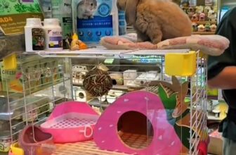 [🆕🇻🇳] Pet shop Miền Đất Hứa – Dịch vụ thú cưng 🐶🦜 Top1Pets 🐱🐠 #Thotaicup #lồngnuoitho  #petshop , shares-0✔️ , likes-0❤️️ , date-2025-10-11 04:22:04🐶🐱🇻🇳🇻🇳🇻🇳📰🆕
