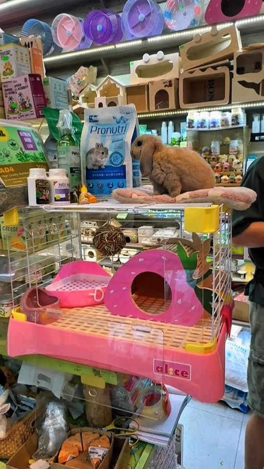 [🆕🇻🇳] Pet shop Miền Đất Hứa – Dịch vụ thú cưng 🐶🦜 Top1Pets 🐱🐠 #Thotaicup #lồngnuoitho  #petshop , shares-0✔️ , likes-0❤️️ , date-2025-10-11 04:22:04🐶🐱🇻🇳🇻🇳🇻🇳📰🆕