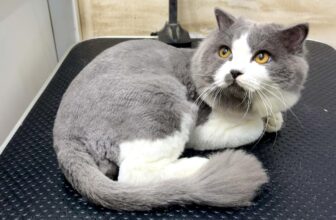 [🆕🇻🇳] TOM TEP PET 🐶🦜 Top1Pets 🐱🐠 Sinh ra là mèo ald nhưng cô chủ thích mèo aln
, shares-0✔️ , likes-2❤️️ , date-2025-10-13 08:03:37🐶🐱🇻🇳🇻🇳🇻🇳📰🆕