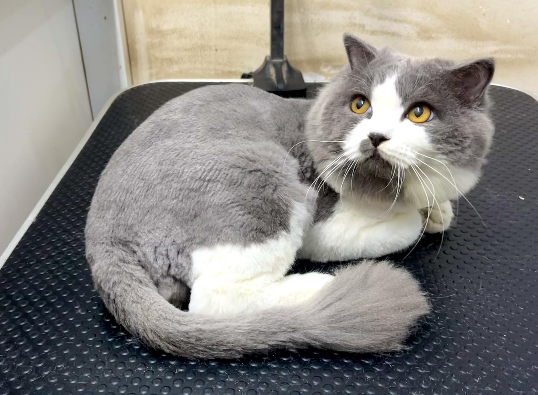 [🆕🇻🇳] TOM TEP PET 🐶🦜 Top1Pets 🐱🐠 Sinh ra là mèo ald nhưng cô chủ thích mèo aln
, shares-0✔️ , likes-2❤️️ , date-2025-10-13 08:03:37🐶🐱🇻🇳🇻🇳🇻🇳📰🆕