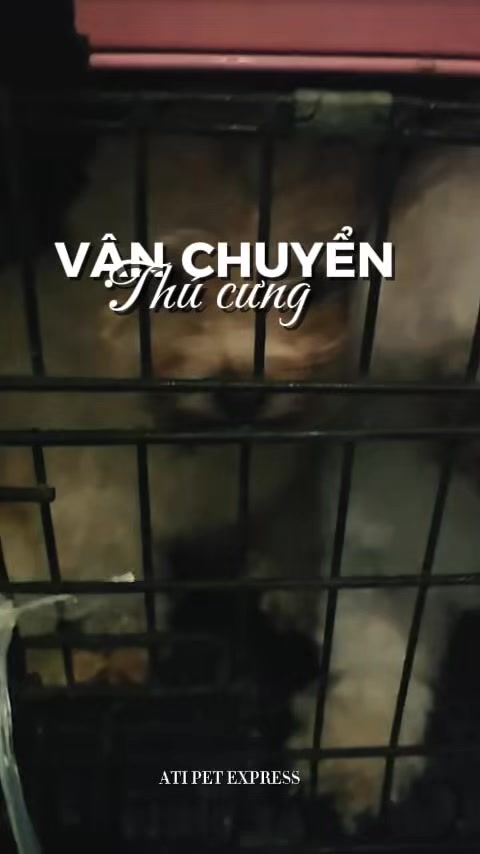 [🆕🇻🇳] Vận chuyển thú cưng toàn quốc ATI Pet Express 🐶🦜 Top1Pets 🐱🐠 3 bé khách vễ thưn
#Ati_Pet_Express #pet_move #vanchuyenmeo #vận_chuyển_chó_mèo #vận_chuyển_thú_cưng , shares-0✔️ , likes-0❤️️ , date-2025-10-17 21:50:14🐶🐱🇻🇳🇻🇳🇻🇳📰🆕