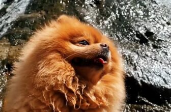 [🆕🇻🇳]Pettix – Chăm Sóc Thú Cưng 🐶🦜 Top1Pets 🐱🐠  , shares-0✔️ , likes-1❤️️ , date-2025-10-17 03:01:25🐶🐱🇻🇳🇻🇳🇻🇳📰🆕