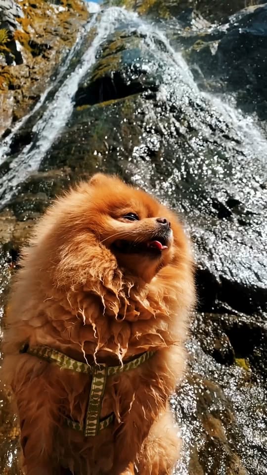 [🆕🇻🇳]Pettix – Chăm Sóc Thú Cưng 🐶🦜 Top1Pets 🐱🐠  , shares-0✔️ , likes-1❤️️ , date-2025-10-17 03:01:25🐶🐱🇻🇳🇻🇳🇻🇳📰🆕