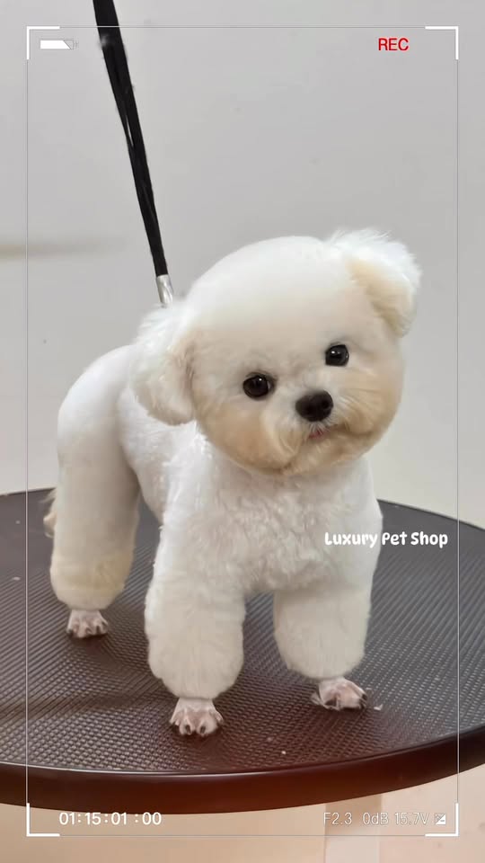 [🆕🇻🇳] Luxury Pet Shop – Luxury Pet Grooming Academy 🐶🦜 Top1Pets 🐱🐠 Da trắng,mặt xinh,chung tình,dễ bảo là em
________________
Luxury Pet Shop
Hotline: 05678.4.8686_058.444.8686
Address: 53 Đội Cung – Đông Thọ – Tp Than , shares-0✔️ , likes-2❤️️ , date-2025-10-10 23:48:07🐶🐱🇻🇳🇻🇳🇻🇳📰🆕