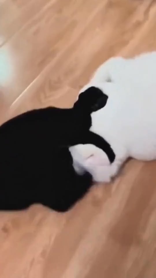 [🆕🇻🇳] Phụ Kiện Thú Cưng – MundoPet Shop – Dịch vụ Grooming & Spa chuyên nghiệp 🐶🦜 Top1Pets 🐱🐠 Sự vô tri đầu tuần của Hoàng Thượng  , shares-0✔️ , likes-1❤️️ , date-2025-10-13 15:38:21🐶🐱🇻🇳🇻🇳🇻🇳📰🆕