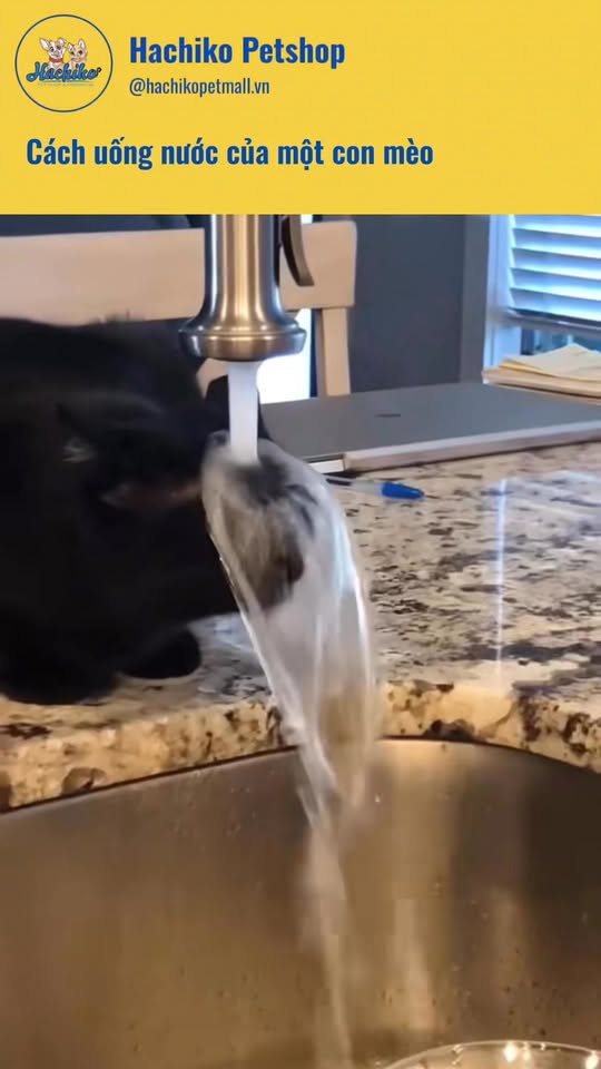 [🆕🇻🇳] Pet Shop Bình Tân- Siêu Thị Thú Cưng Hachiko 🐶🦜 Top1Pets 🐱🐠 Cách uống nước của một con mèo , shares-0✔️ , likes-1❤️️ , date-2025-10-12 00:01:15🐶🐱🇻🇳🇻🇳🇻🇳📰🆕