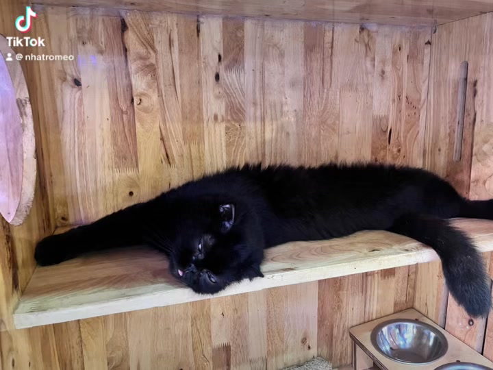 [🆕🇻🇳] Nhà trọ Mèo 3T – Chuyên dịch vụ lưu trú mèo 🐶🦜 Top1Pets 🐱🐠 Không..không cố tình đâu…
Nhưng mà..chưa tới Halloween
#nhatromeo3T , shares-0✔️ , likes-5❤️️ , date-2025-10-22 22:49:20🐶🐱🇻🇳🇻🇳🇻🇳📰🆕