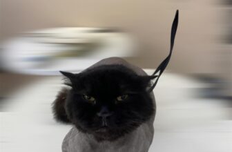 [🆕🇻🇳] HelloPets-Phòng khám thú y 🐶🦜 Top1Pets 🐱🐠  Chào buổi sáng cả nhà yêu thú cưng!Hôm nay các “boss” nhà mình đã thức dậy chưa nè?
Sáng nay bé nhà admin dậy sớm, vươn vai một cái rồi chạy vòng quan , shares-0✔️ , likes-3❤️️ , date-2025-10-11 15:50:19🐶🐱🇻🇳🇻🇳🇻🇳📰🆕