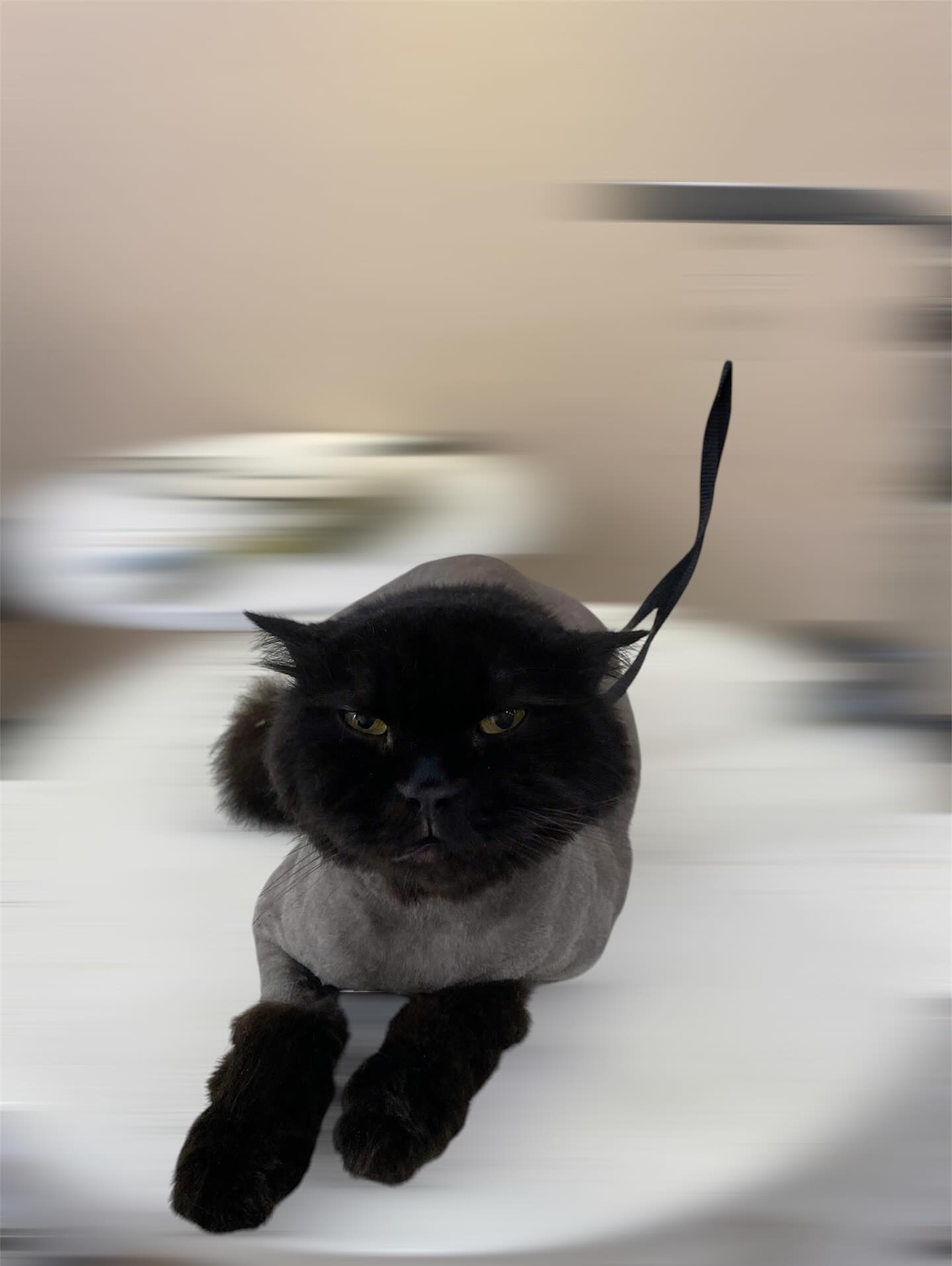 [🆕🇻🇳] Đảo Thú Cưng – Long Thành 🐶🦜 Top1Pets 🐱🐠  𝑵𝒉𝒂̀ 𝒏𝒂̀𝒚 𝒂𝒊 𝒍𝒂̀ 𝒏𝒐́𝒄? Đ𝒖̛𝒐̛𝒏𝒈 𝒏𝒉𝒊𝒆̂𝒏 𝒍𝒂̀ 𝒄𝒂́𝒊 𝑴𝒂̂́𝒚 𝒆𝒎  4 𝒄𝒉𝒂̂𝒏 đ𝒊 𝒌𝒉𝒂̆́𝒑 𝒏𝒉𝒂̀ 𝒓𝒐̂̀𝒊..
𝙶𝚑𝚎́ 𝚗𝚑𝚊̀ Đ𝙰̉𝙾 𝚑𝚘̂𝚖 𝚗𝚊𝚢 𝘯𝘩𝘦́ …
#Tắm_cắttỉa_nhuộmlông_thúcưngĐ , shares-0✔️ , likes-3❤️️ , date-2025-10-11 15:08:14🐶🐱🇻🇳🇻🇳🇻🇳📰🆕