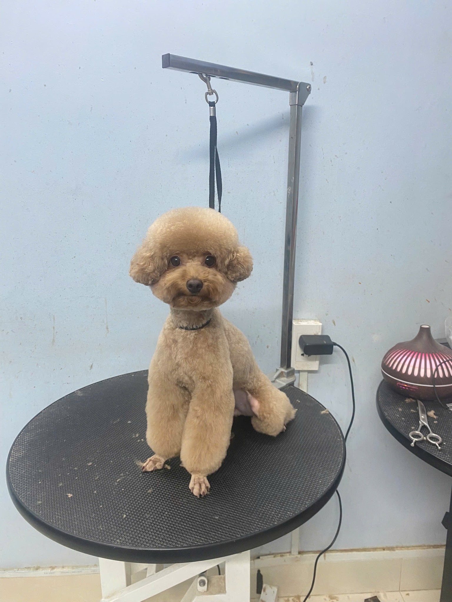 [🆕🇻🇳] BoGo Pet House 🐶🦜 Top1Pets 🐱🐠 – Bả lung linh xinh thật xinh
– Kiểu cắt quốc dân cho mấy bé lông nhanh dài đây ạ
– Khách ơi đặt lịch cho mấy em đi tắm cuối tuần thôi nè
, shares-1✔️ , likes-2❤️️ , date-2025-10-17 19:06:24🐶🐱🇻🇳🇻🇳🇻🇳📰🆕