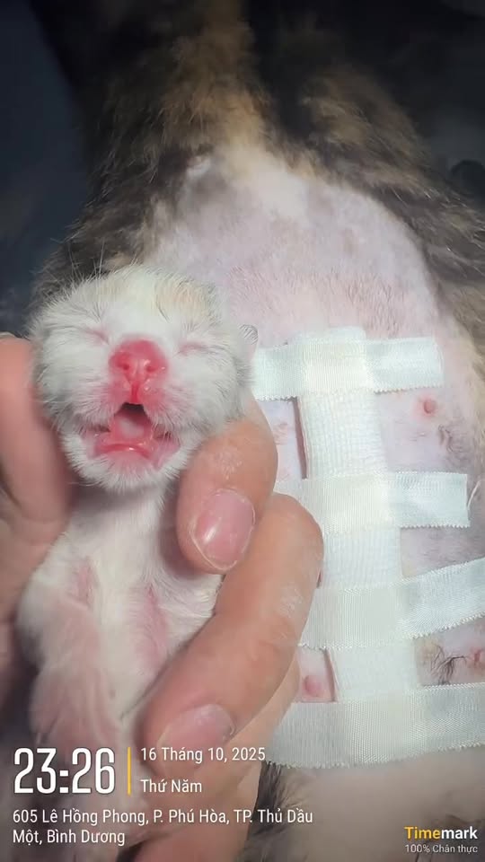 [🆕🇻🇳] Bệnh Viện Thú Y TH Vet Hospital 🐶🦜 Top1Pets 🐱🐠 Ca mổ đẻ thành công
Mẹ khỏe – con ngoan
Tự hào là bác sĩ thú y được góp phần vào những khoảnh khắc đầu tiên của sự sống  , shares-0✔️ , likes-1❤️️ , date-2025-10-17 07:10:51🐶🐱🇻🇳🇻🇳🇻🇳📰🆕