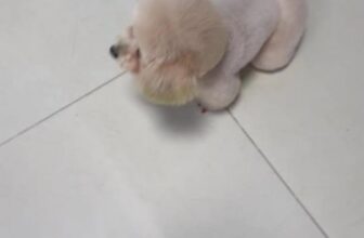 [🆕🇻🇳] LynLyn Pet shop – Dịch vụ thú cưng rẻ nhất Đà Nẵng  🐶🦜 Top1Pets 🐱🐠 Môngmá cỡ này không đó chời , shares-0✔️ , likes-10❤️️ , date-2025-10-17 15:51:11🐶🐱🇻🇳🇻🇳🇻🇳📰🆕
