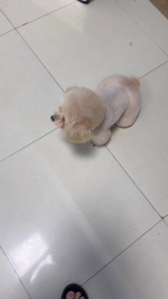 [🆕🇻🇳] LynLyn Pet shop – Dịch vụ thú cưng rẻ nhất Đà Nẵng  🐶🦜 Top1Pets 🐱🐠 Môngmá cỡ này không đó chời , shares-0✔️ , likes-10❤️️ , date-2025-10-17 15:51:11🐶🐱🇻🇳🇻🇳🇻🇳📰🆕