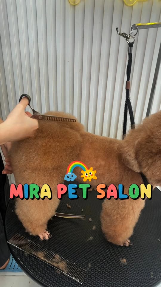 [🆕🇻🇳] Mira Petshop – Cắt tỉa lông, trông giữ thú cưng – Đào tạo Học viên Quận 7 🐶🦜 Top1Pets 🐱🐠  , shares-0✔️ , likes-44❤️️ , date-2025-10-13 03:47:50🐶🐱🇻🇳🇻🇳🇻🇳📰🆕