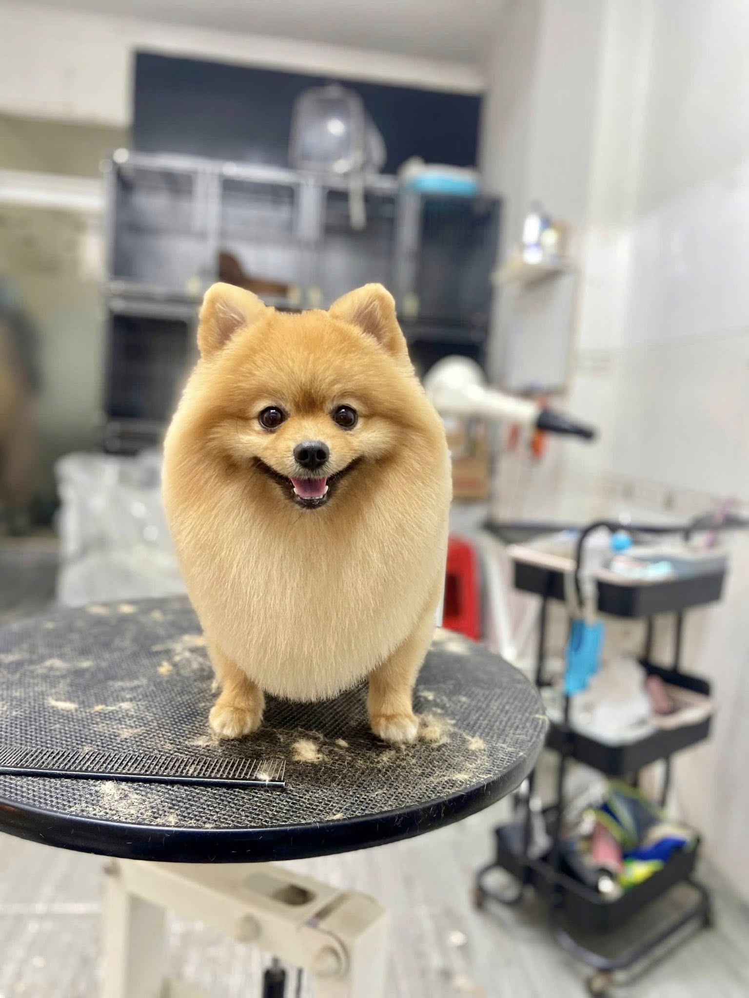 [🆕🇻🇳] Tiệm Nhà Sâu – Pet Shop 🐶🦜 Top1Pets 🐱🐠 Ai tươi bằng Bánh Mì
#tiemnhasau
#phunhuan
, shares-0✔️ , likes-5❤️️ , date-2025-10-18 15:59:48🐶🐱🇻🇳🇻🇳🇻🇳📰🆕