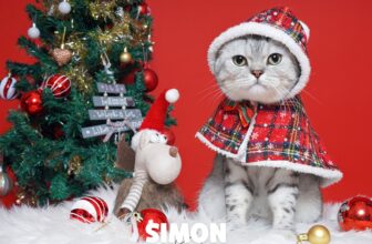 [🆕🇻🇳] Kin Neko PetShop – Cửa Hàng Thú Cưng 🐶🦜 Top1Pets 🐱🐠  Meowy Christmas – Mùa ảnh xinh của Boss đã đến gòi đó nhaKin Neko Pet Studio chính thức mở concept Noel hô biến mọi bé yêu thành ngôi sao Giáng Sinh,  , shares-0✔️ , likes-7❤️️ , date-2025-10-20 19:00:18🐶🐱🇻🇳🇻🇳🇻🇳📰🆕