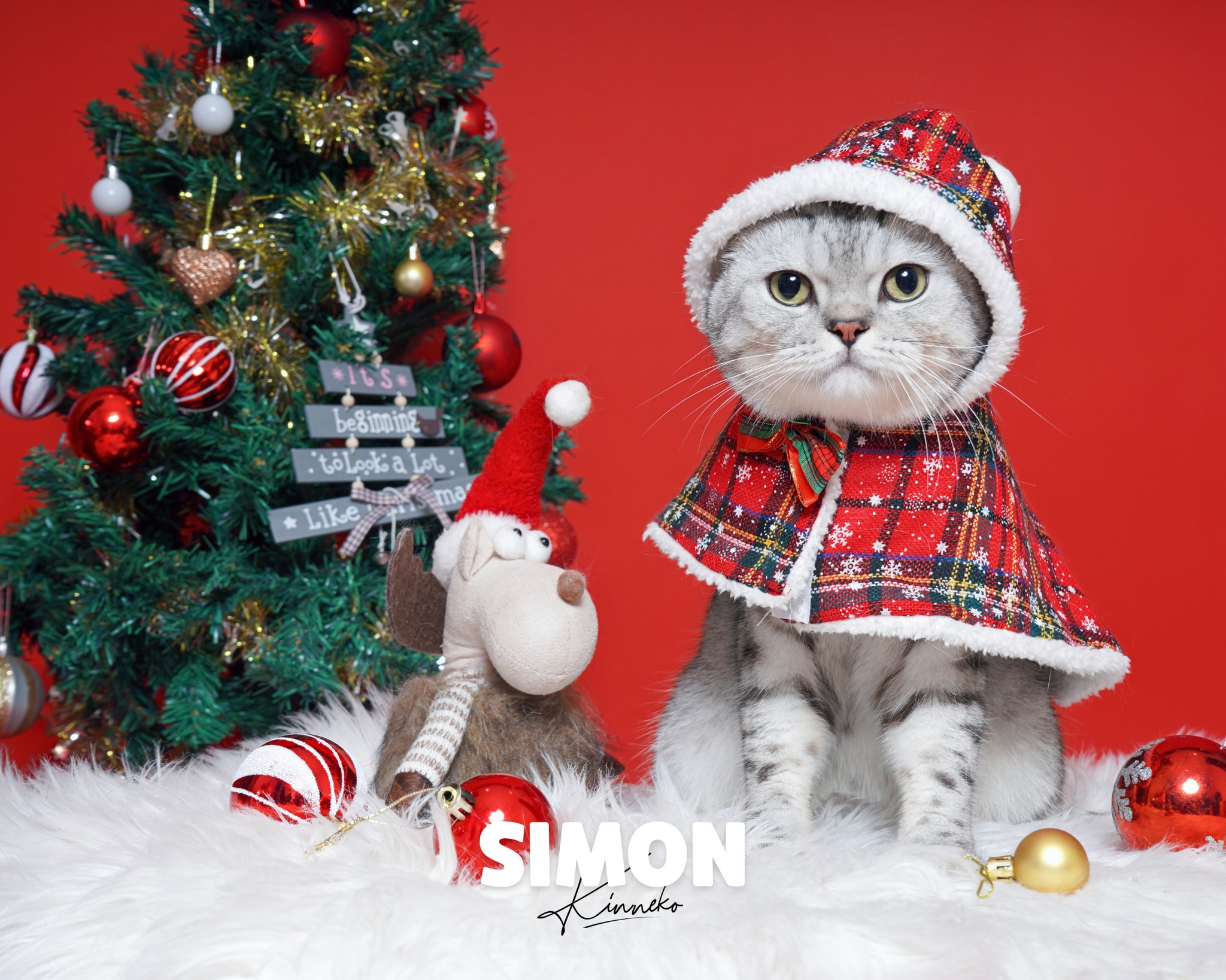 [🆕🇻🇳] Kin Neko PetShop – Cửa Hàng Thú Cưng 🐶🦜 Top1Pets 🐱🐠  Meowy Christmas – Mùa ảnh xinh của Boss đã đến gòi đó nhaKin Neko Pet Studio chính thức mở concept Noel hô biến mọi bé yêu thành ngôi sao Giáng Sinh,  , shares-0✔️ , likes-7❤️️ , date-2025-10-20 19:00:18🐶🐱🇻🇳🇻🇳🇻🇳📰🆕