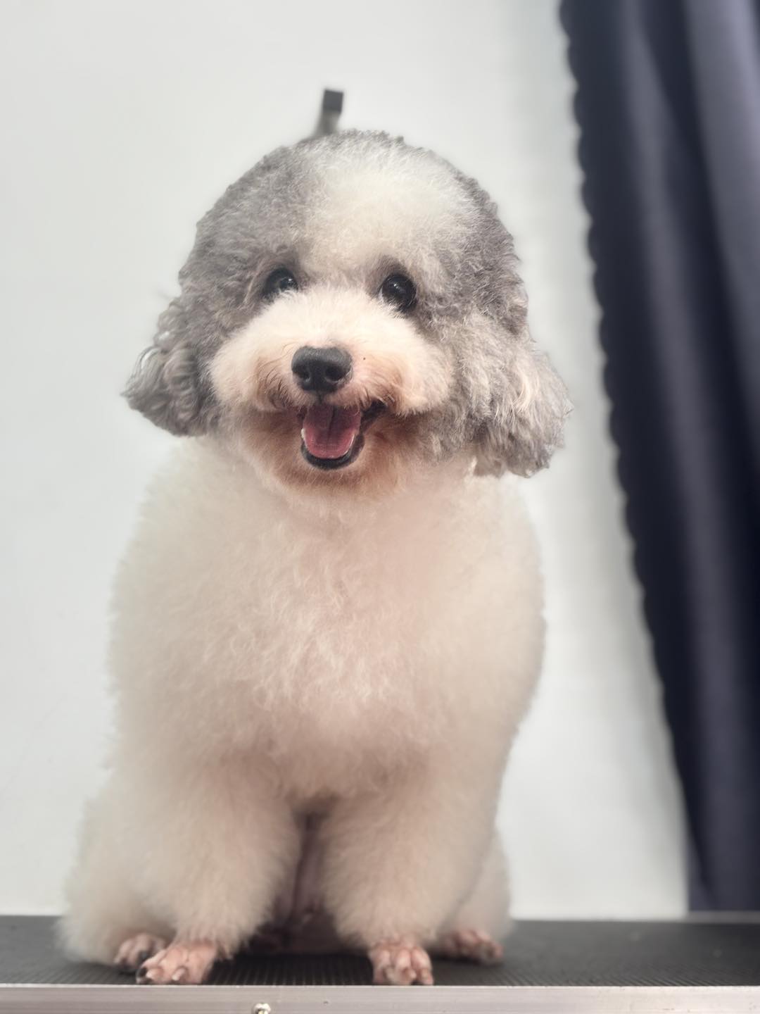 [🆕🇻🇳] Shusi Store – Phụ Kiện Thú Cưng Mỹ Tho 🐶🦜 Top1Pets 🐱🐠 Chương Trình Combo Tắm Vệ Sinh Chỉ #79k cho các bé dưới 8kg vẫn còn áp dụng đến hết tháng 10
Ba mẹ tranh thủ đăng kí cho mấy bé nhé
, shares-0✔️ , likes-4❤️️ , date-2025-10-17 15:34:42🐶🐱🇻🇳🇻🇳🇻🇳📰🆕